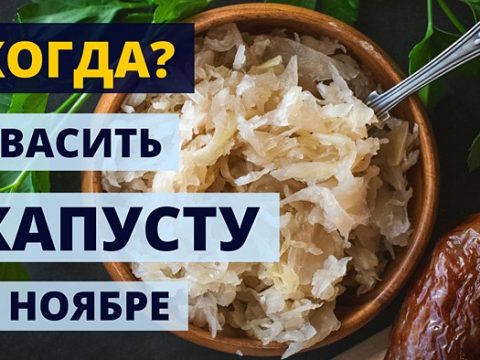 Когда квасить капусту в ноябре