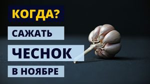 Когда сажать чеснок в ноябре