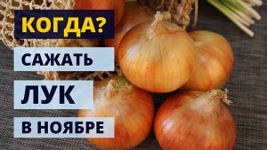Когда сажать лук в ноябре