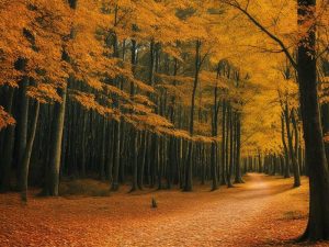 Красивый осенний лес