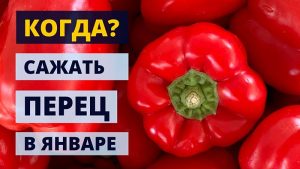 Когда сажать перец в январе