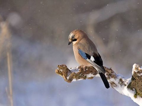 Сойка на ветке