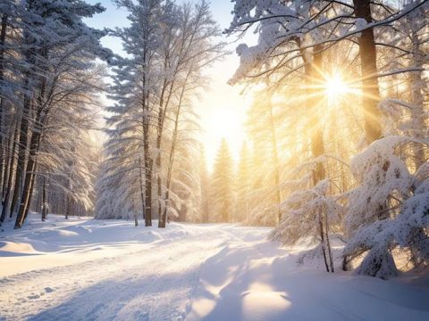 Солнечный день в лесу