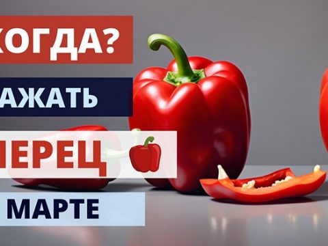 Когда сажать перец в марте