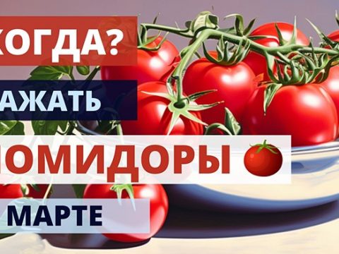 Когда сажать помидоры в марте
