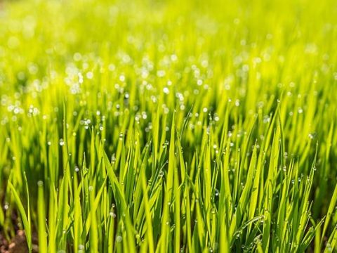 Полив газона