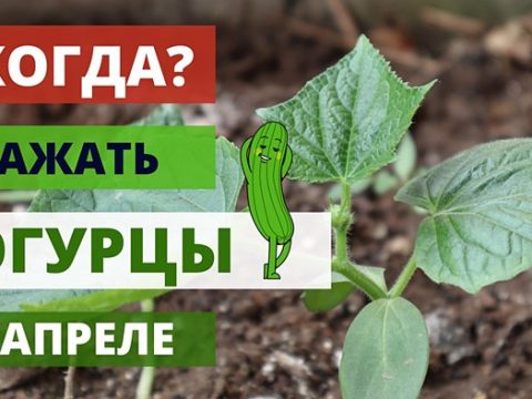 Когда сажать огурцы в апреле