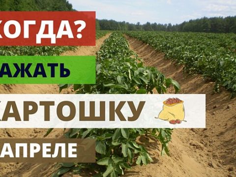 Когда сажать картошку в апреле