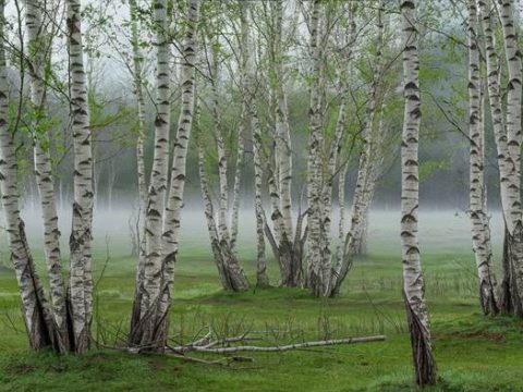 Молодые берёзы весной