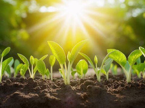 Посадки в саду и огороде