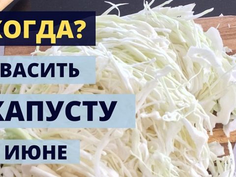 Когда квасить капусту в июне