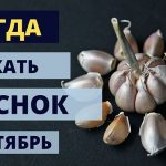 Когда сажать чеснок в сентябре