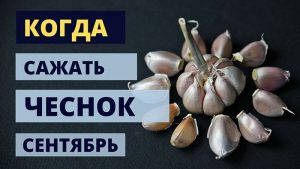 Когда сажать чеснок в сентябре