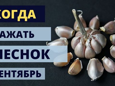 Когда сажать чеснок в сентябре