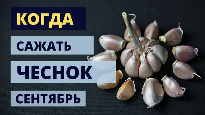 Когда сажать чеснок в сентябре