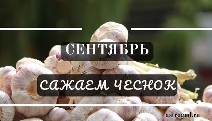 Сажаем чеснок в сентябре