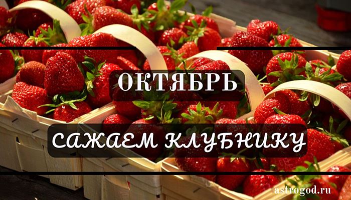 Сажаем клубнику в октябре