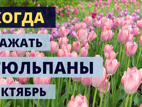 Когда сажать тюльпаны в октябре