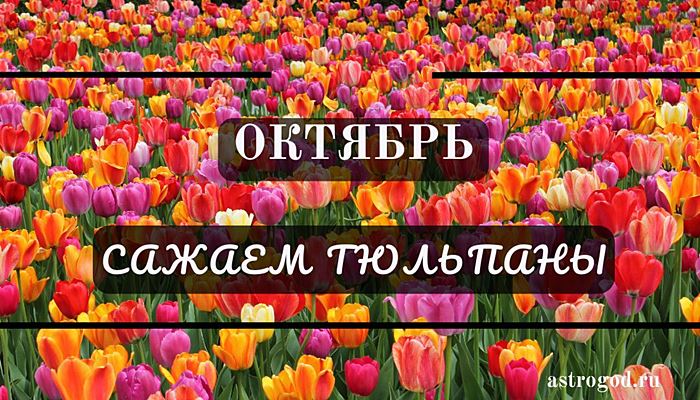 Сажаем тюльпаны в октябре