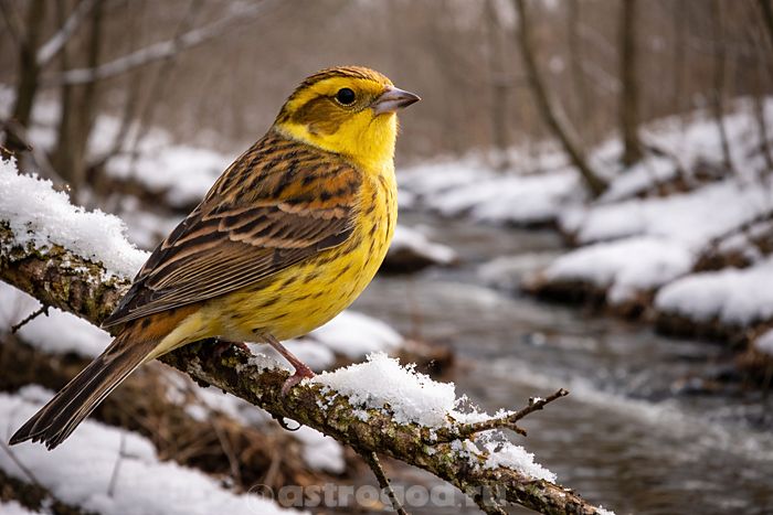 Птица Овсянка в марте