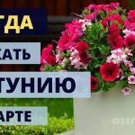 Когда сажать петунию в марте