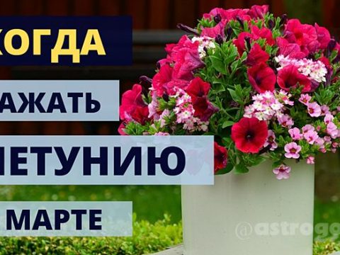 Когда сажать петунию в марте