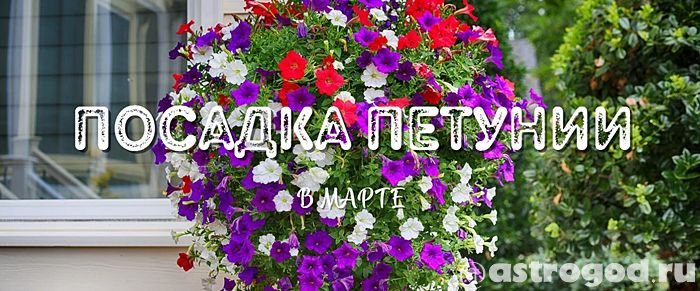 Посадка петунии в марте