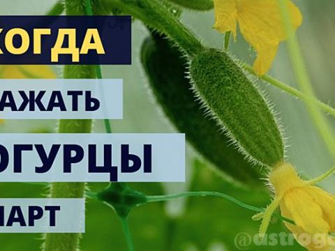 Когда сажать огурцы в марте