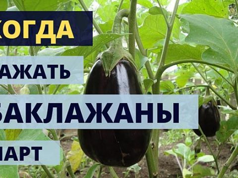 Когда сажать баклажаны в марте