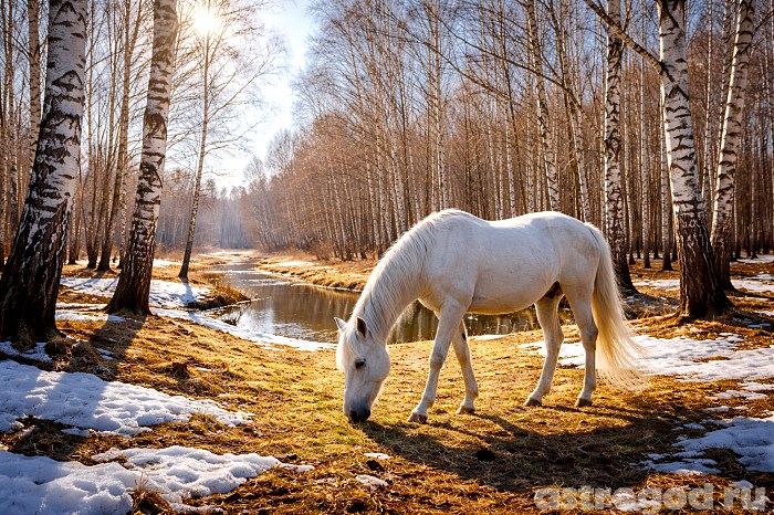 Белая лошадь в берёзовой роще