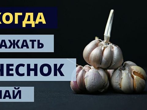 Когда сажать чеснок в мае