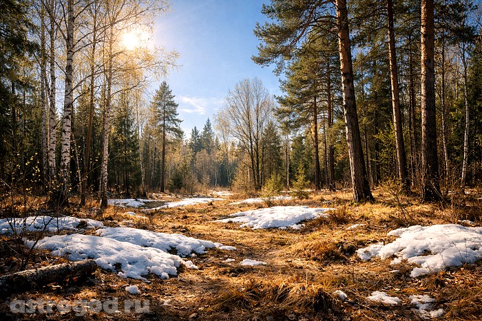 Красивый весенний пейзаж в апреле