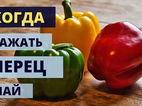Когда сажать перец в мае