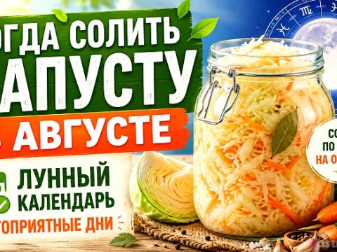 Когда солить капусту в августе