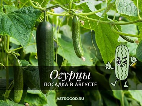 Посадка огурцов в августе