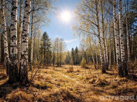 Берёзы в апреле