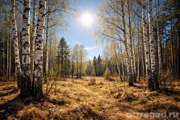 Берёзы в апреле